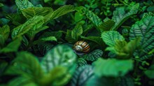 Baby Snail Resting On The Vibrant Green Foliage