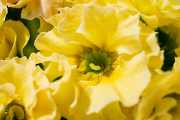 Wall Mural - yellow primrose in the pot