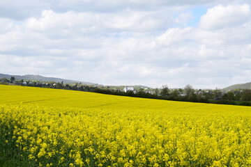 Canvas Print - yellow blooming fields in springtime