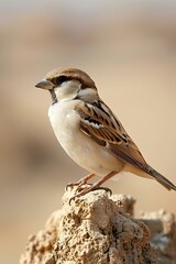 Poster - AI-generated illustration of a sparrow perched on a rock