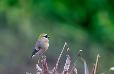 Wall Mural - neora valley national park is a national park,kalimpong district, west bengal, india. red-headed bul