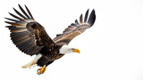 Fototapeta  - With wings fully spread, this bald eagle exudes power and freedom against a clear backdrop, highlighting its impressive wingspan and focused gaze