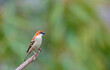 Rishop, West Bengal, India. Russet sparrow,  Passer rutilans