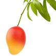 Ripe mango fruit hanging on stem with leaf isolated white background