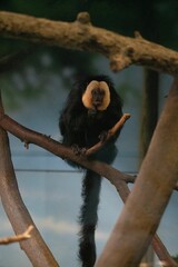 Wall Mural - Vertical shot of a white-faced saki monkey on a wooden branch in a zoo