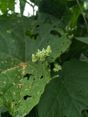 Vertical closeup shot of green buds on a plant with leaves