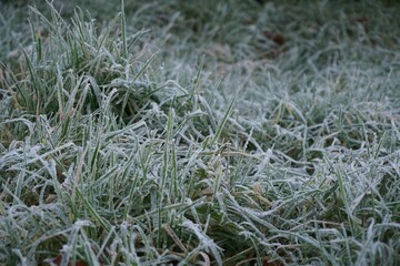 Wall Mural - Frost on the grass in winter