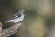 Common redpoll (Acanthis flammea) with distinctive red markings on its head and chest sits gracefully on the jagged branch