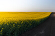 Yellow rapeseed field at the sunset.