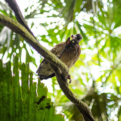 duck on a tree