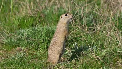 Wall Mural - Ground squirrel Spermophilus pygmaeus in the wild The gopher warily watches what is happening, stretching out to his full height.