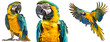 Blue and yellow macaw collection, standing, portrait and flying, isolated on a white background