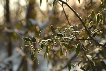 Wall Mural - The natural beauty of mistletoe growing in a winter forest - Generative AI