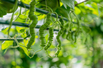 Wall Mural - The unique serpentine fruits of Trichosanthes cucumerina, emphasizing their unusual length and coiled appearance - Generative AI