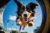 Fototapeta Konie - Border Collie dog running through tunnel while doing agility sport