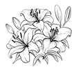 bouquet lilies sketch hand drawn in doodle style illustration