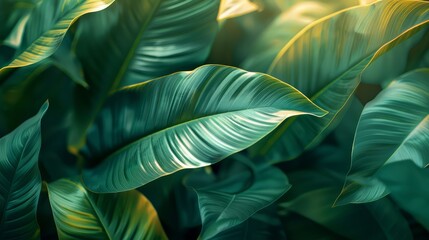 Poster - A leafy green plant with a leaf that is wet. The leaf is green and has a shiny appearance