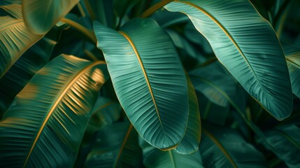 Poster - A leafy green plant with a yellow center. The leaf is very large and has a golden hue