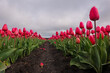 View between two rows of pink tulips on a rainy day
