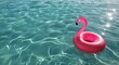 Pink Flamingo Floating on Water