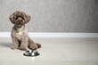 Cute Maltipoo dog near feeding bowl indoors, space for text. Lovely pet