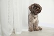 Cute Maltipoo dog indoors, space for text. Lovely pet
