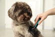 Woman brushing cute Maltipoo dog indoors, closeup. Lovely pet
