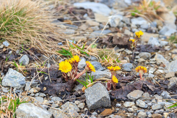 Canvas Print - Coltsfoot flowers (Tussilago farfara) on meadow