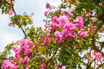 Canvas Print - Pink blossom of crape myrtle (Lagerstroemia indica)