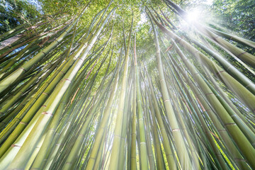 Wall Mural - The Bamboo Cevennes, Occitanie, France