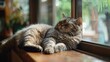Adorable plump feline lounging beside the transparent door