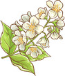 Jasmine Branch with Flowers and Leaves Colored Detailed Illustration.