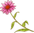 Echinacea Plant Colored Detailed Illustration