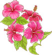 Hibiscus Branch with Flowers and Leaves Colored Detailed Illustration. 