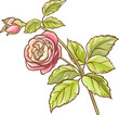 Rose Branch with Flowers and Leaves Colored Detailed Illustration. 