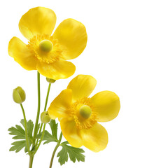 Poster - Buttercup flower isolated on a white background