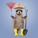 Fototapeta  - Raccoon in a gardening hat and rubber boots with a broom and shovel in his hands standing on a blue background