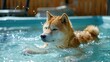 Akita is enjoying a swim in a pool designed for dogs