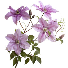 Wall Mural - Clematis flower with branch isolated on a white background