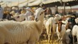 Animals available for purchase at the livestock market for Eid al Adha