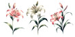 Set of three lily flowers, Vintage botanical