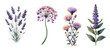 Set of purple garden flowers, Vintage botanical