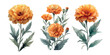 Three marigold flowers with leaves, Vintage botanical