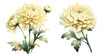 Set of two yellow chrisanthemum flowers