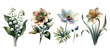 Set of four spring flowers, Vintage botanical