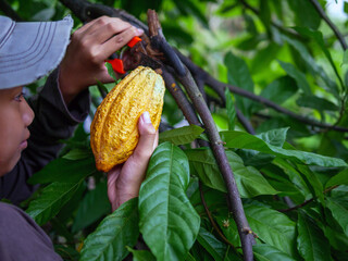 Sticker - Close-up hands of a cocoa farmer use pruning shears to cut the cocoa pods or fruit ripe yellow cacao from the cacao tree. Harvest the agricultural cocoa business produces.