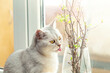 British white cat eats branches with leaves on the windowsill.
