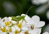 Fototapeta Dmuchawce - Nymphe des Grünen Heupferd (Tettigonia viridissima) mittleres Larvenstadium auf weißen Blüten - Baden-Württemberg, Deutschland