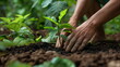 Protecting Our Planet, Close-up of a person hands planting a young tree
