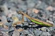 Side View of a Preying Mantis Grasshopper